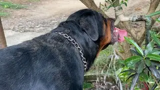 Rottweiler drinking tap water Day #58 ASMR