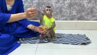 Cute JOBI monkey take a bottle of pumpkin juice to Mom to drink