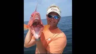 hogfish behavior