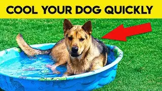 Keep Your Dog Cool: 6 Summer Tips to Beat the Heat!