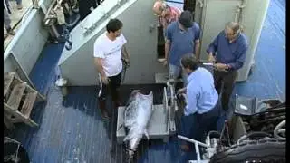 Alieni nel Mediterraneo