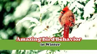 Amazing Bird Behavior in Winter 🌨️ #Birds #Behavior #Winter