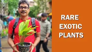 Rare Exotic Plants At Best Price Galiff Street Plant Market