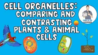 Cell Organelles:  Comparing and Contrasting Plant and Animal Cells