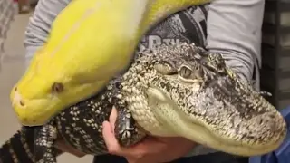 8 Amazing Animal Ambassadors! Snakes & Reptiles! SnakeBytesTV