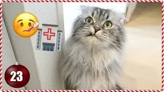 Maro Goes to the Hospital 🐾 Vlogmas Day 23
