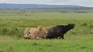 Le buffle s'en sortira, en  grande partie gr&acirc;ce &agrave; la venue en renfort d'au moins une centaine de 🐃🐃🐃
