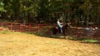 Gun  Safe horse