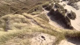 Daisy on the dunes at Harlech