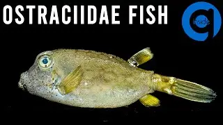 Sea Fish Time Lapse (Ostraciidae Fish) - Rotting Time Lapse