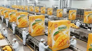 Mango Juice Manufacturing Process | From Fresh Mango Harvest to Bottling & Carton Packaging