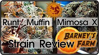 🥦 STRAIN REVIEW 🌳 ERNTE aus eigenem ANBAU | Runtz Muffin & Mimosa X Orange | Cannabis Bl&uuml;ten LEGAL