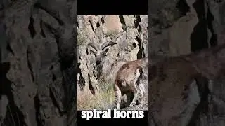 This Wild Goat Has Twisted Horns Like a Fantasy Beast! #shorts #wildlife #goat #mammals