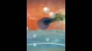 BEAUTIFUL MALE GUPPY FISH 😊 | #shorts #viral #trending #fish