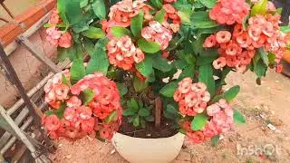 #TOUR  JARDIM FLORIDO 