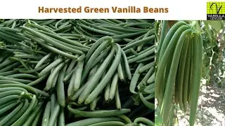 Harvested Green Vanilla Beans in Sri Lanka |අමු වනිලා කරල්