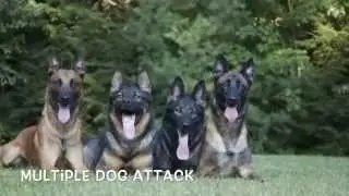 Multiple Dog Attack by Protection Dogs Plus