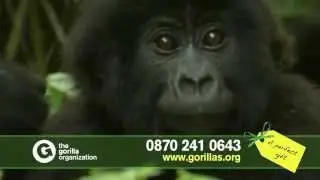 Adopt an infant mountain gorilla and help save a species from extinction
