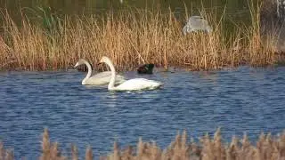 Whooper swan family
