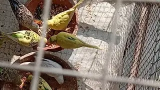 Morning food time ##livestream #livebirds #youtubelive