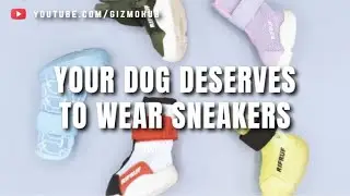 RIFRUF: THE SNEAKERS YOUR DOG DESERVES | Gizmo Hub