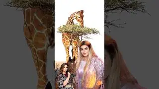 Princess Sheikh mahra ki private Zoo ❓#shorts #youtubeshorts #sheikhamahra