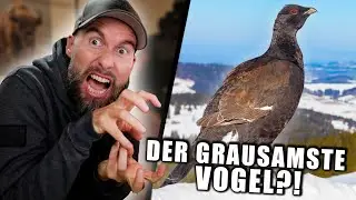 FASZINIEREND und GRAUSAM zugleich! Alle Infos zum Rackelhahn | Robert Marc Lehmann