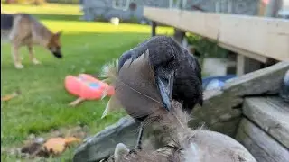 Frankie the Crow Showing Off His Collection of Feathers
