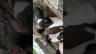 Cute Piglets Drinking From Milk Bottle 🍼🐷😍 #shorts