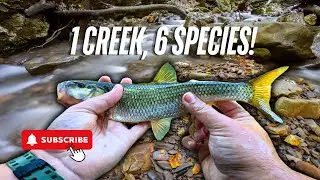 6 Species, 1 Creek: Multi-Species Fishing in Yellow Breeches!