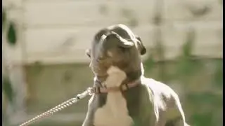 Brain Training Toys For Dogs