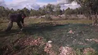 L'Oliveraie