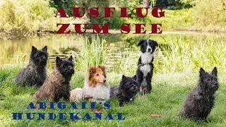 Ausflug zum See | Hundekanal | Cairn Terrier