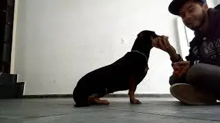 Como ensinar o comando pega e solta pro seu cão???