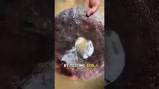 Gold Hiding in Trees? The Secret You&rsquo;ve Never Heard (IG) @amrinprospecting