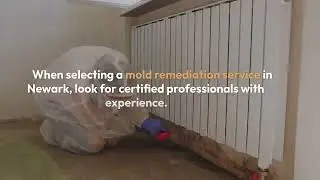 Mold Removal Near Me Newark DE