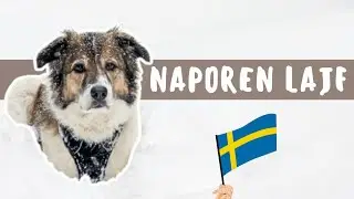 ŠNOFKA sporoča: lajf je NAPOREN! | Zima na Švedskem