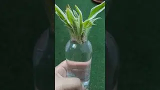 🌿 How to Propagate Spider Plant in Water: Easy Steps for Lush Growth! #thehomeplants #spiderplant