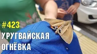 Уругвайская огнёвка | Жизнь в Адлере