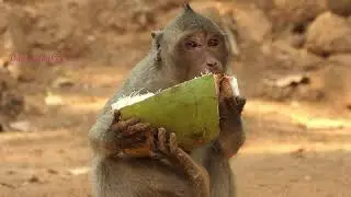 Orphan Jessie grow up to be adult monkey now