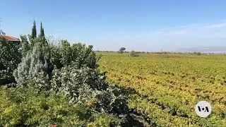 Turkish winemaking booms in face of Islamist policies | VOANews