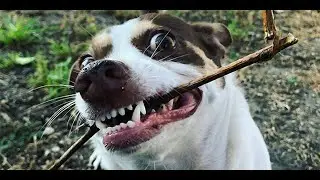 Культ Бабза (сборник Mr.Bubz)