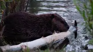Beavers - Aspen for Dinner