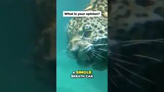 Jaguar: The Ultimate Aquatic Predator 🐆 #jaguar #hunting