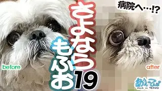 【お知らせあり】さよならもふお19【まさかの病院直行】