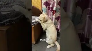 Kashish || Labra Coco || #shorts #dogshorts #labrador #viralshort #funny #dogshorts #puppy #cute