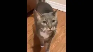 Приколы Про Котов Смех до слез 🤣 #юмор #смех
