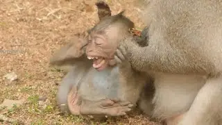 BABY MONKEY HURT & CRY LOUDLY | KING MONKEY CATCH BABY | WUHAN MONKEY