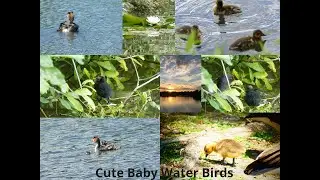 Moorhens Chicks, Ducklings, Great Crested Grebe Chicks And More