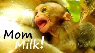 SUPPER CRY ! Pityful Baby Lola cry-cry ask warm milk| Lola Cry tell mom protect from kidnapper.